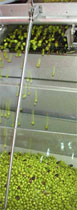 Terra Rossa Olive Extraction