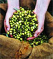 Terra Rossa - Hands with Olives