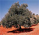 Terra Rossa Olive Tree